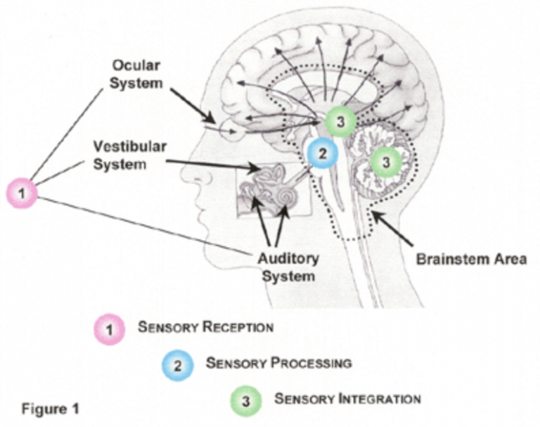 How Our Sensory Learning Program Works